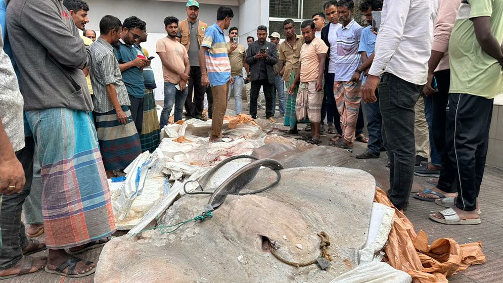 বাউফলে সাড়ে ১২ মণ অবৈধ শাপলা পাতা মাছ জব্দ