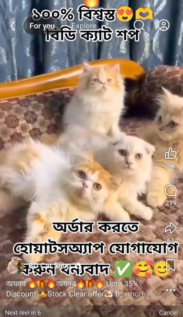 বিডি ক্যাট সপ নামের ফেসবুক পেজে প্রতারণার অভিযোগ: পার্সিয়ান বিড়াল দিয়ে নগদ টাকা হাতিয়ে নেওয়ার ঘটনায় শিকারদের দাবি তদন্তের