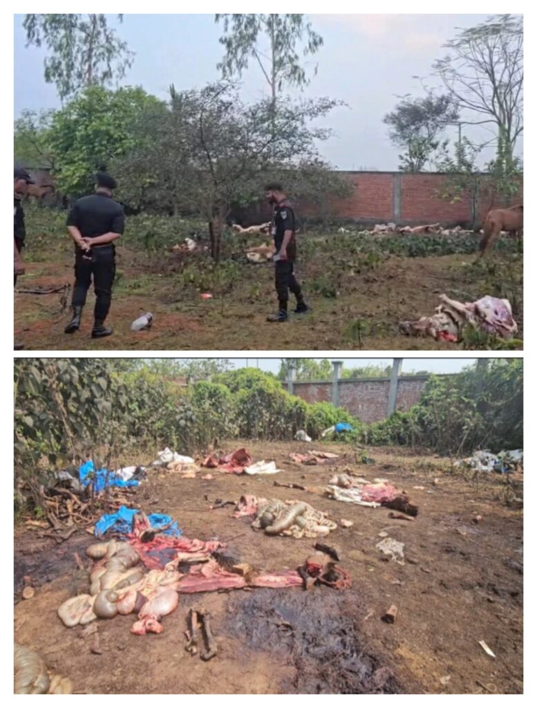 রূপগঞ্জে ঘোড়ার মাংস গরুর বলে বিক্রি, জীবিত ১১টি ও জবাইকৃত ৯টি উদ্ধার