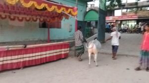 একটা গরু দিয়ে সাতক্ষীরায় হাট উদ্বোধন, প্রত্যাশার বিপরীতে হতাশাজনক সূচনা
