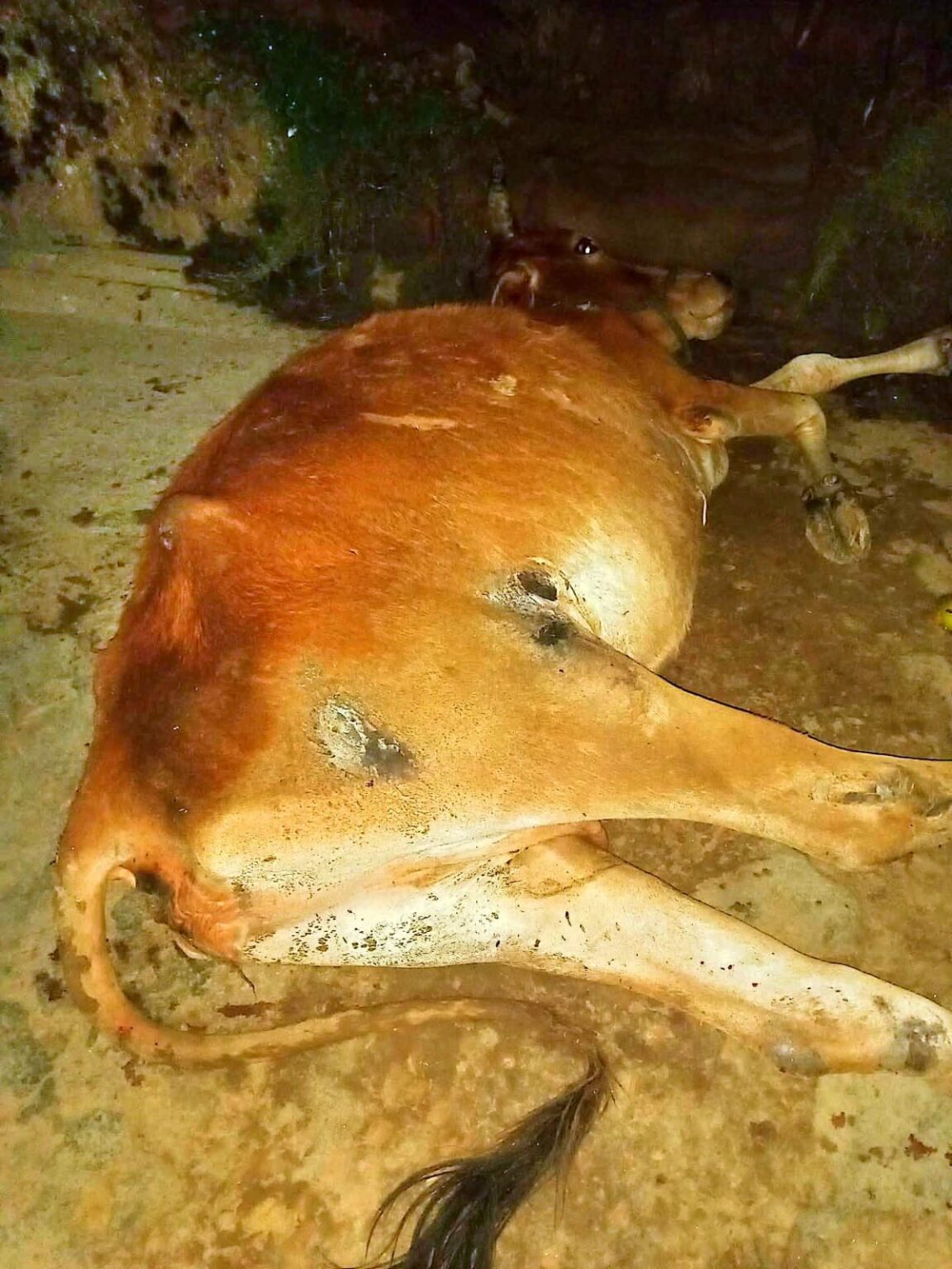 ভোক্তা নিরাপত্তা নিয়ে শঙ্কা: রাজেন্দ্রপুর বাজারে অসুস্থ গরু জবাইয়ের অভিযোগ