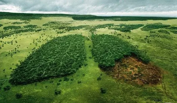 পৃথিবীর সবুজ ফুসফুস আজ ধ্বংসের মুখে