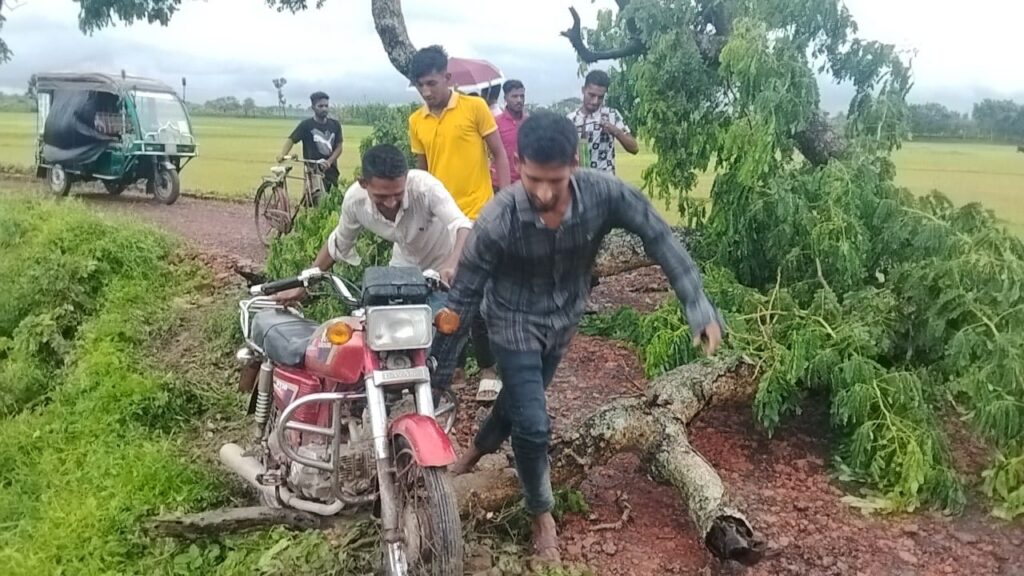 বৃষ্টি-ঝড়ে গাছ ভেঙে সড়কে, জেয়ালায় চরম ভোগান্তি