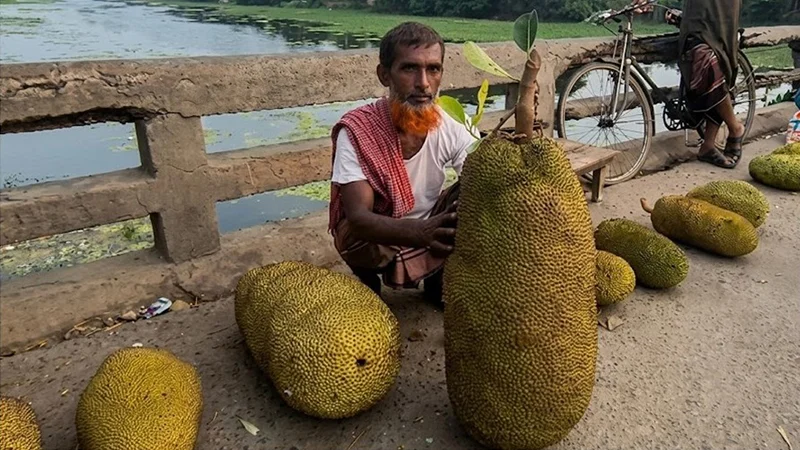 এক কাঁঠালের ওজন ৪১ কেজি