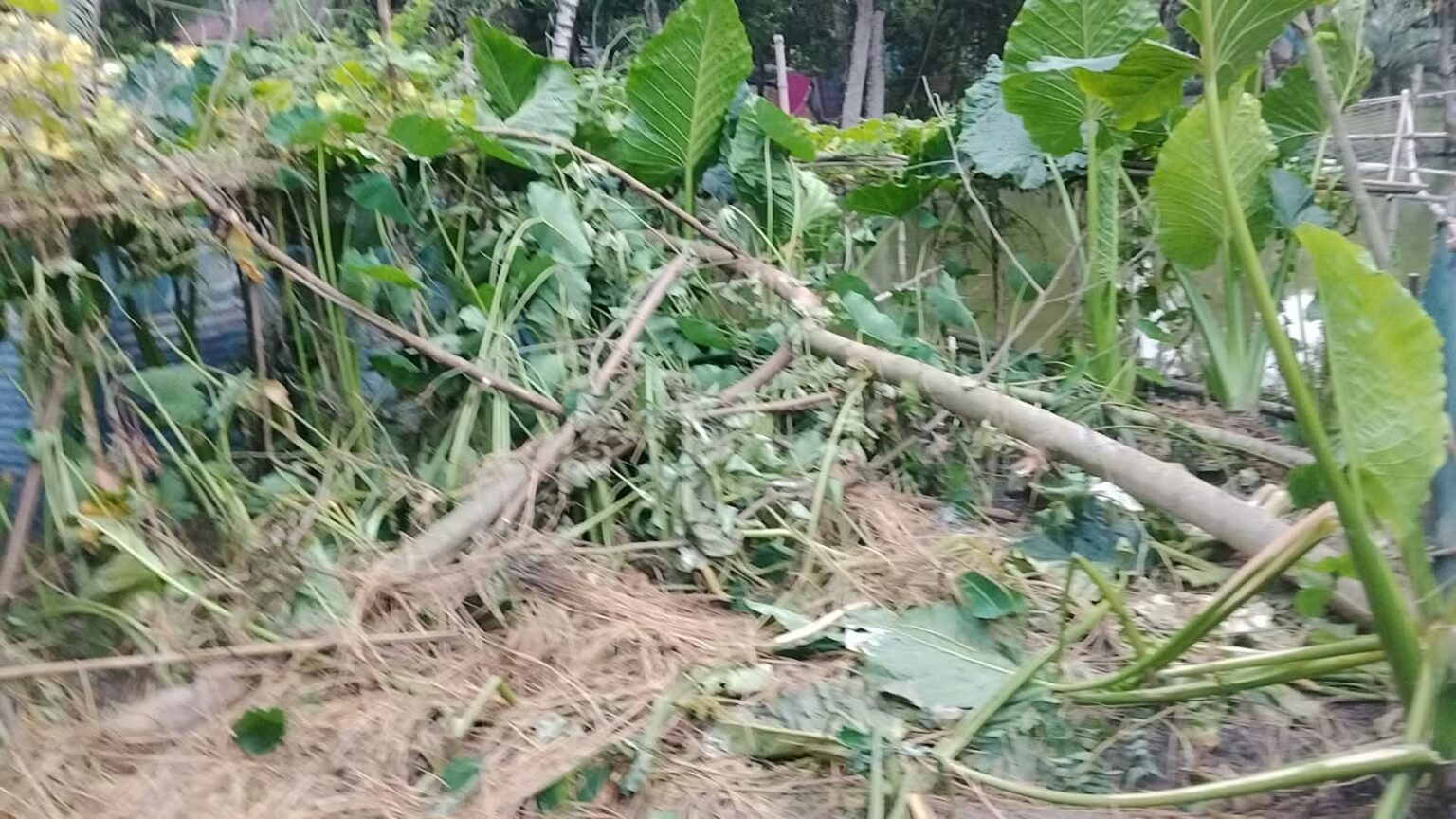 জমি নিয়ে বিরোধে গাছ কাটার অভিযোগ, নারীকে দা ধরে হত্যার হুমকি
