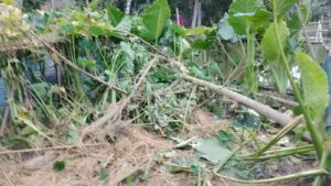 জমি নিয়ে বিরোধে গাছ কাটার অভিযোগ, নারীকে দা ধরে হত্যার হুমকি