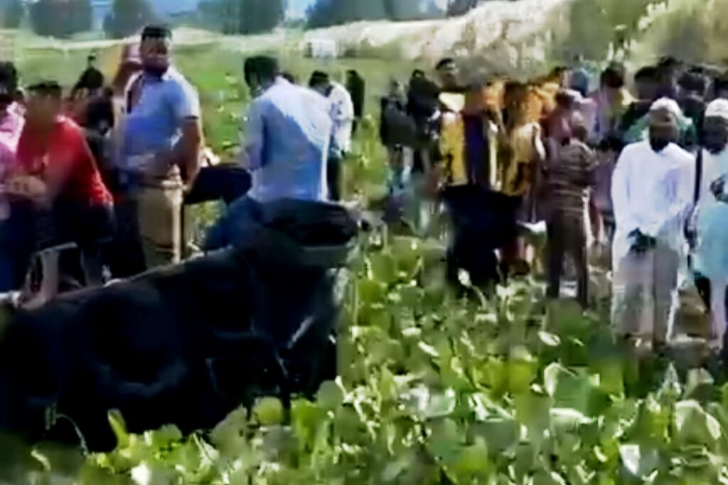 সোনারগাঁয়ে কাশফুল দেখতে এসে মেঘনা নদীতে তিন কিশোর নিখোঁজ