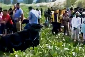 সোনারগাঁয়ে কাশফুল দেখতে এসে মেঘনা নদীতে তিন কিশোর নিখোঁজ